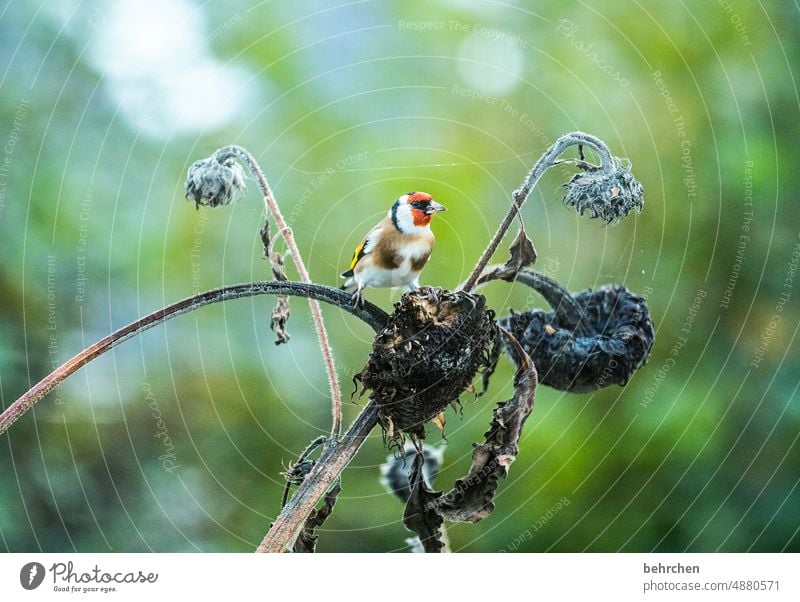 gegensätze Garten niedlich Vögel Umwelt Außenaufnahme Tierliebe hübsch Jahreszeiten Vogel Farbfoto Natur Singvögel Menschenleer Tierschutz klein Schnabel Futter