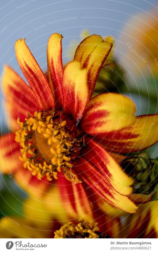 Zinnia, Zinnia elegans, Zinnienhybride,  zweifarbiger Blütenstand mit rotgelben Zungenblüten Pflanze Hybride blühen rot/gelb Blume Röhrenblüten Sorte Züchtung