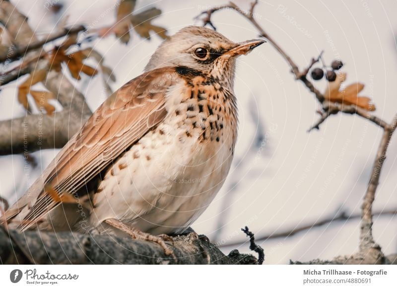 Wacholderdrossel im Baum Turdus pilaris Drossel Vogel Tiergesicht Auge Schnabel Gefieder Federn Flügel Kopf Wildtier Tierporträt Ganzkörperaufnahme