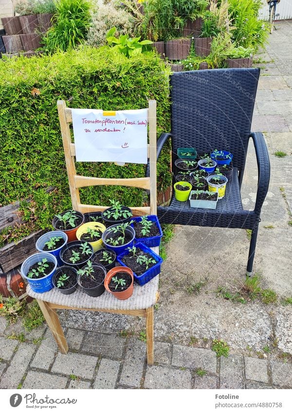 Viele junge Tomatenpflanzen stehen auf Stühlen an der Straße. "Tomatenpflanzen (versch. Sorten) zu verschenken!" steht auf dem Zettel. Topf Blumentopf Erde