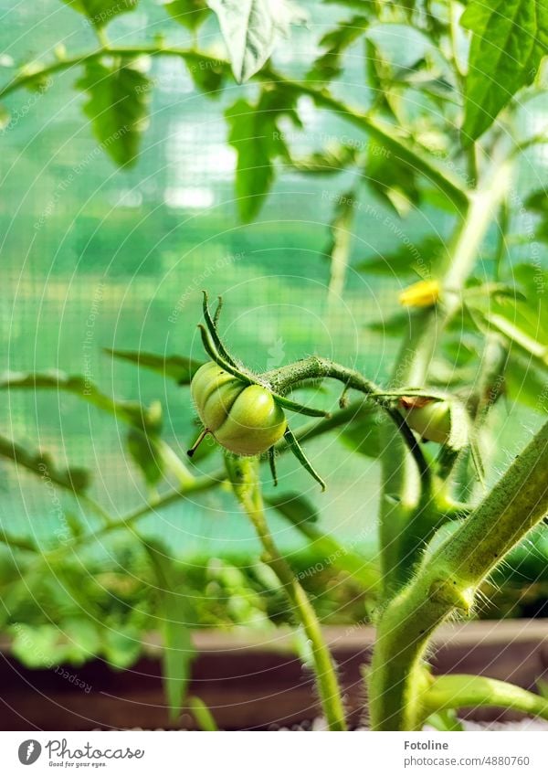 Noch ist die Ochsenherztomate klein und grün, aber bald schon wird sie riesig und rot sein und uns so richtig gut schmecken. Tomate Ochsenherztomaten unreif