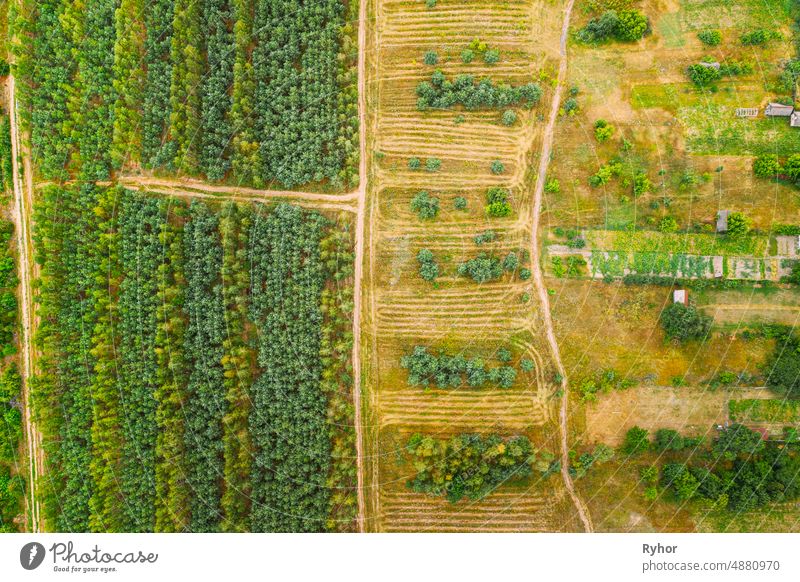 Luftaufnahme Grüner Wald Abholzung Bereich Landschaft. Top View of New Young Growing Forest. European Nature From High Attitude In Summer Season abstrakt