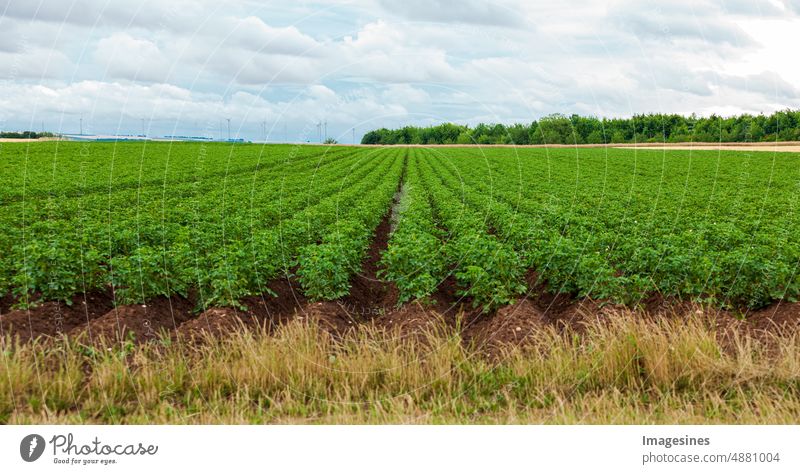 Kartoffeln. Grünes Kartoffelfeld. Reihen von Kartoffelpflanzen auf einem Feld an einem bewölkten Sommertag Pflanzen Landschaft landwirtschaftliches Feld