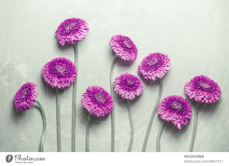 Schöne lila Blumen mit grünen Stielen auf blassgrünem Hintergrund Borte schön purpur Stängel Verlegung Draufsicht Astern Schönheit Blütezeit Überstrahlung