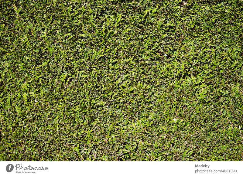 Grüne Hecke vor einem Garten auf dem Lande im Frühling bei Sonnenschein in Wettenberg Krofdorf-Gleiberg bei Gießen in Hessen Busch Strau Sichtschutz Jahreszeit