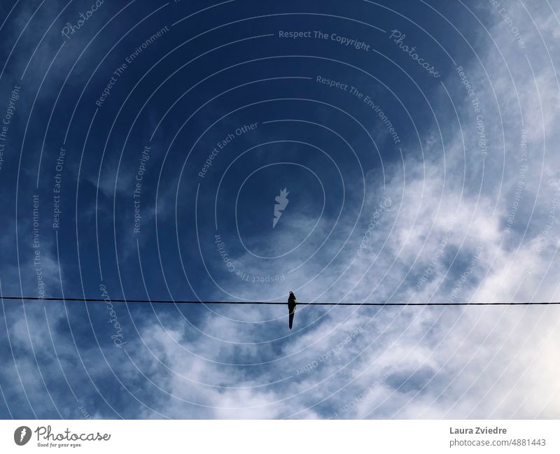 Papagei auf der Hochspannungsleitung Vogel Stromleitung Tier Außenaufnahme Himmel bewölkter Himmel Wildtier Natur Tag fliegen Freiheit Air