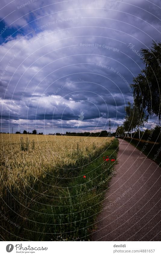 Der lange Weg Asphalt Feld Kornfeld Mohnblumen Weizenfeld Getreide Nutzpflanze Getreidefeld Sommer Natur Wachstum Außenaufnahme Ackerbau Umwelt Gerste Wolken