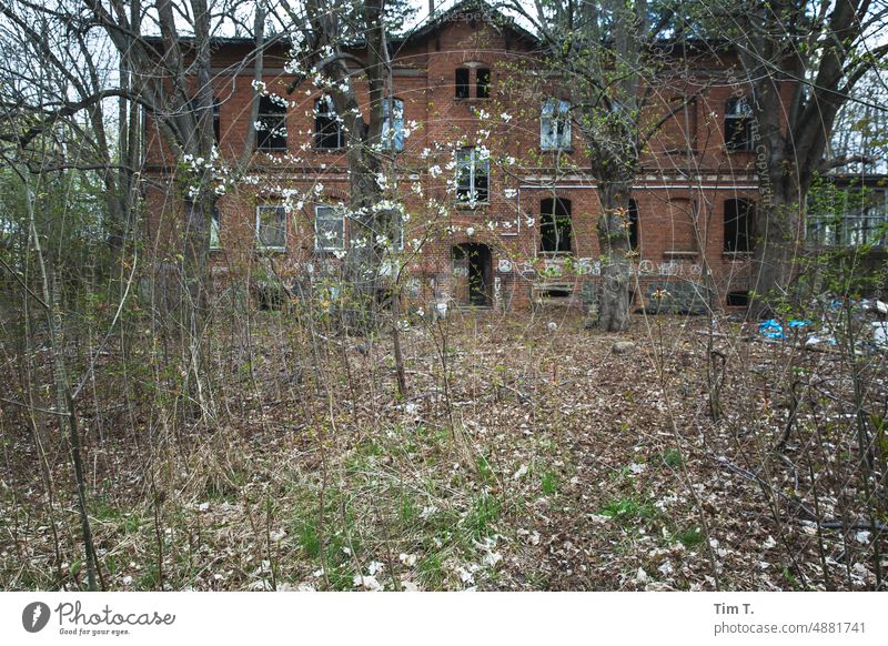 eine Ruine versteckt hinter Sträuchern Brandenburg Frühling Tag Menschenleer Außenaufnahme Architektur Haus Farbfoto Fenster Natur Bauwerk Baum Gebäude Fassade