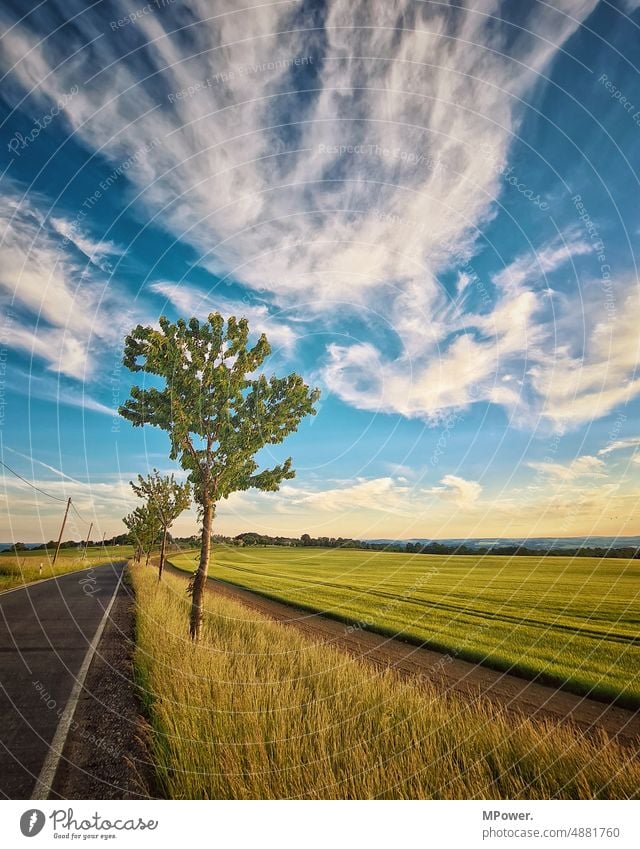 landstraße am getreidefeld Landstraße Abenddämmerung Ackerland Getreidefeld Baum Weitwinkel Straße Sommer Außenaufnahme Himmel Sonnenuntergang Natur