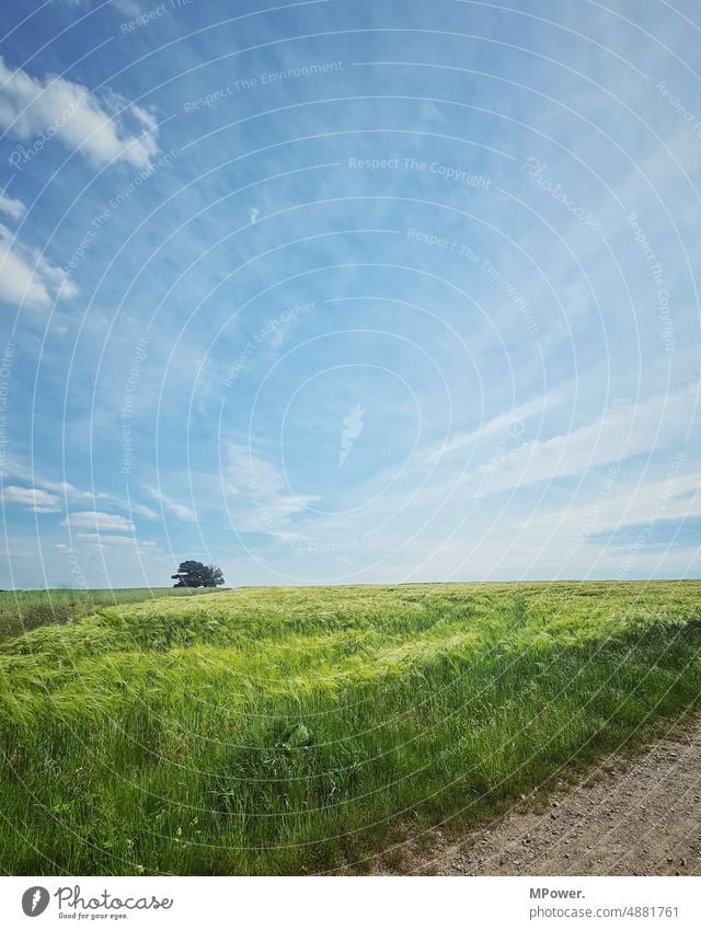 am feldrand baum Weizenfeld Baumkrone baum himmel Natur blau Wolken Sommer Kornfeld Feldrand Acker Gerste Landwirtschaft Getreide Getreidefeld Ackerbau