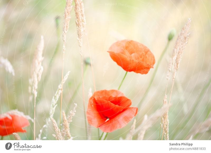 Klatschmohnblüten stehen zusammen auf einer Wiese mit anderen Gräsern vor hellem Hintergund Mohn Sommer rot Pflanze Blume Blüte Natur Feld grün Mohnblüte