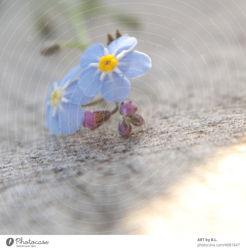 Vergissmeinnicht Raublatt raublattgewächs zierpflanze vergissmeinnicht blüten vergissmeinnichtblüten blume blumig knospen zart filigran blau hellblau gelb zwei