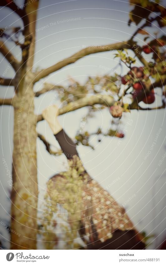 rauf auf den baum 1 Kind Kindheit Körper Arme Hand 8-13 Jahre Natur Himmel Herbst Baum Holz Gesundheit wild greifen Klettern Blatt Baumstamm Luft Ast Apfel