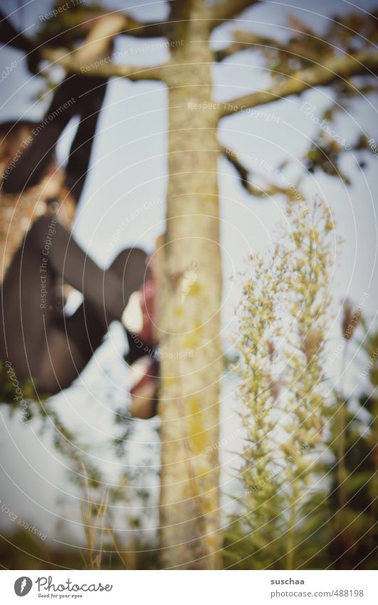 rauf auf den baum 2 Kind Kindheit Arme Beine 8-13 Jahre Umwelt Natur Himmel Herbst Baum Holz Gesundheit wild Gesellschaft (Soziologie) Klettern festhalten