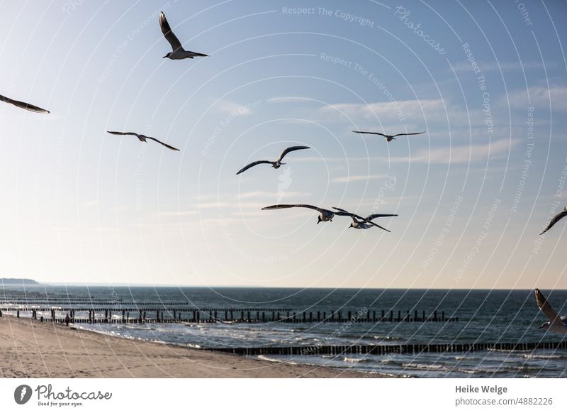 Fliegende Möwen am Strand Sommer Vogel Meer Himmel fliegen Flügel blau Küste Buhne Buhnen Buhnen in der See Möwenvögel möwen Ferien & Urlaub & Reisen Farbfoto