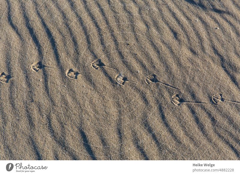 Vogelspuren am Strand Küste Sand Wasser Möwe Ostsee Meer Natur See Nordsee Naturliebe natürlich Ferien & Urlaub & Reisen Sommer Naturerlebnis natürliches Licht