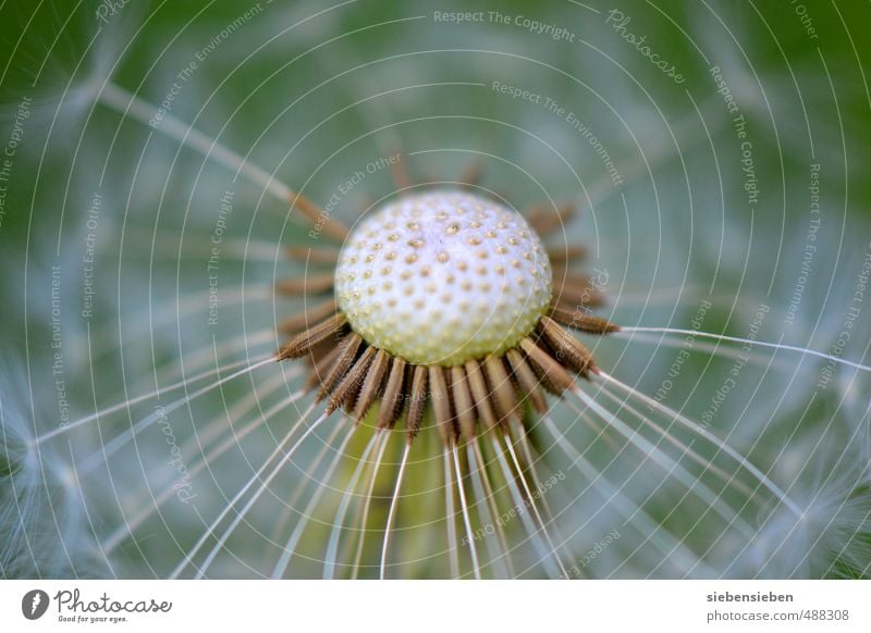 Warten auf den Wind Pflanze Sommer Blume Löwenzahn Feld Blühend fliegen verblüht ästhetisch natürlich rund grün weiß Stimmung Lebensfreude Optimismus schön