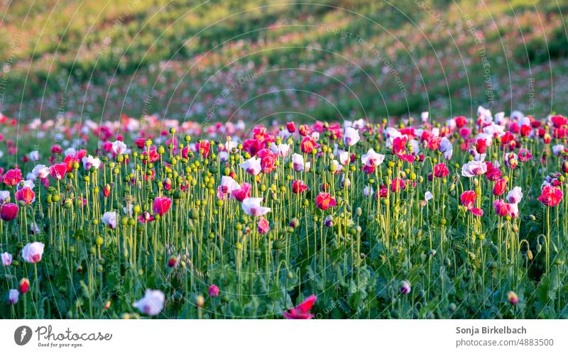 Mohn, Mohn, so viel Mohn- Waldviertler Graumohn in Niederösterreich bei Armschlag (Mohndorf) Mohnfeld Mohnblüte Landschaft Sommer Pflanze Blume Außenaufnahme