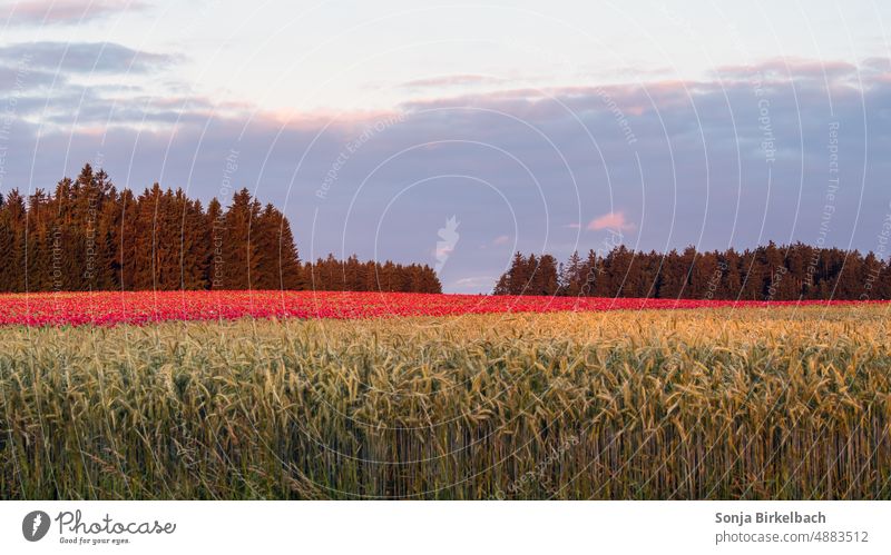 Landwirtschaft in den schönsten Farben :) Getreide und Graumohn im Morgenrot Agrikultur Feld Acker Mohn Sommer Getreidefeld Natur Ackerbau Nutzpflanze