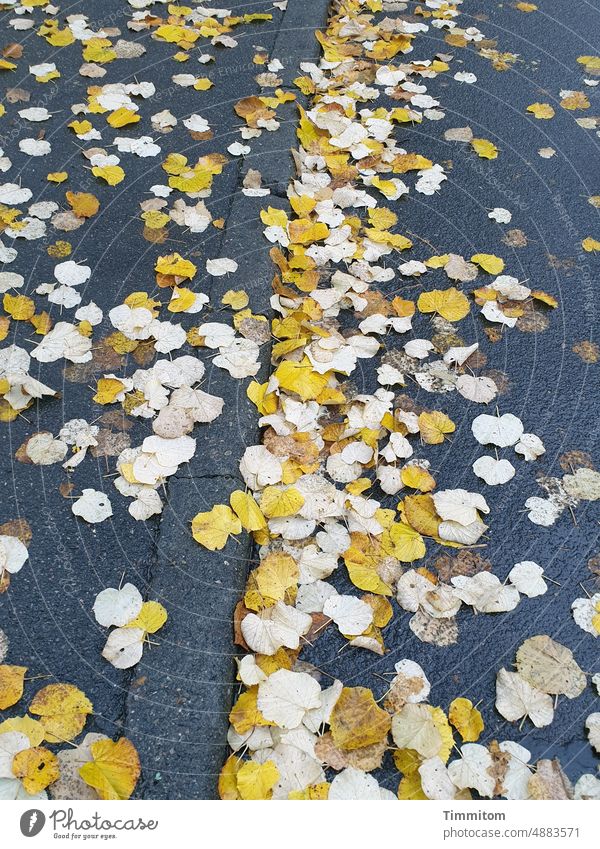 Ober- und Unterseite von Laubblättern auf der Straße Straßenbelag Asphalt Bordstein Bürgersteig Blatt Oberseite gelb weiß Randstein Linie hell und dunkel