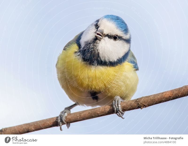 Neugierig blickende Blaumeise Cyanistes caeruleus Meisen Kopf Auge Schnabel Krallen Flügel Tiergesicht Vogel Wildtier Feder gefiedert Baum Sonnenlicht Singvogel