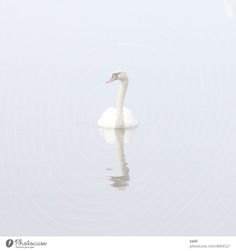 Begegnungen Zentralperspektive Morgen Hintergrund neutral Menschenleer Vogel Schwan grau Schwimmen & Baden See Nebel Herbst Wasser Tier 1 Gedeckte Farben