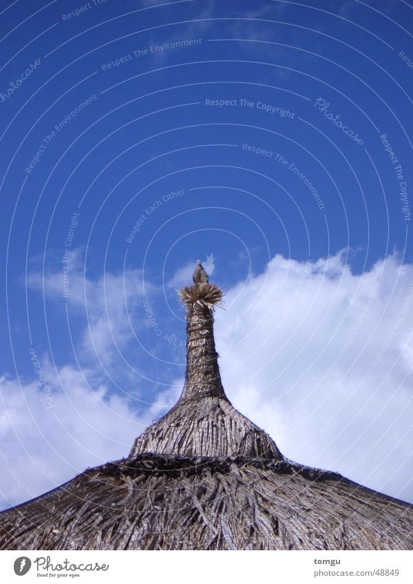 Vogel Taube Wolken Mauritius Dach Strohdach Sommer Physik Nest Strand Strohhütte Himmel blau Wärme Hütte strandhütte