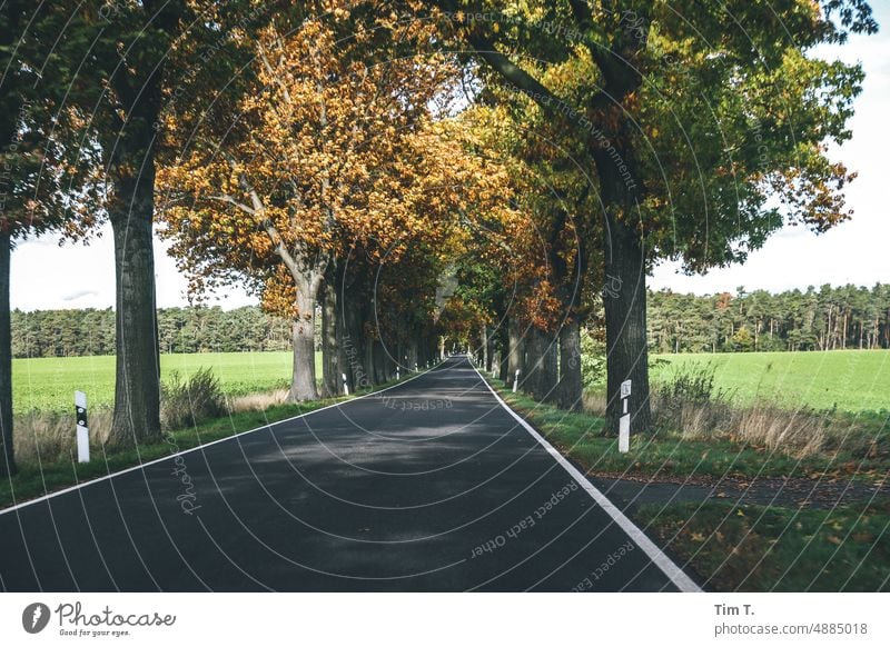 eine Herbstliche Allee in Brandenburg Baum Außenaufnahme Natur Menschenleer Straße Wege & Pfade Landschaft Farbfoto Tag Landstraße Umwelt Zentralperspektive