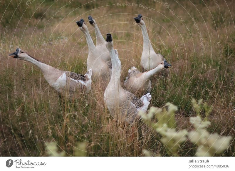 Gänsegang am schnattern Geflügel Gruppenzwang gänse Gans Wiese Natur schönes leben Vogel Tier Schnabel natürlich Stres Gang Feder Federvieh braun