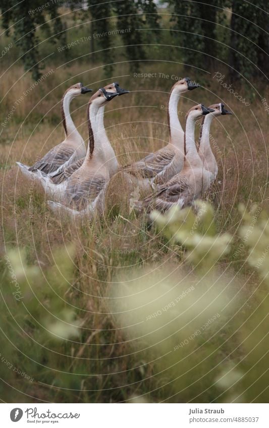 Gänsegang auf idylischer Wiese unter Bäumen gänse gemeinsam Gruppe tiere Geflügel Biologische Landwirtschaft Nutztier Freilandhaltung freilaufend Außenaufnahme