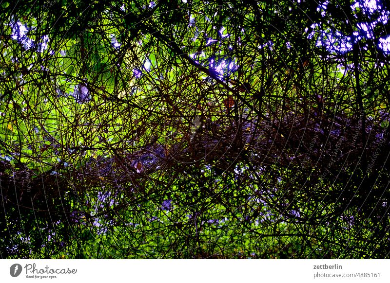 Dickicht aus Knöterich abend ast dunkel dämmerung erholung ferien garten hecke kleingarten kleingartenkolonie leben menschenleer nachbarschaft natur pflanze