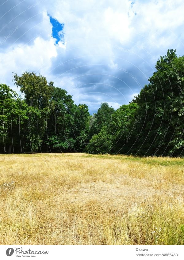 Wiese im Sommer Wiese Rasen Gras Bäume grün gelb trocken vertrocknet Hitze Trockenheit Himmel Wolken Landschaft Natur bewölkt Umwelt Pflanze Menschenleer Dürre