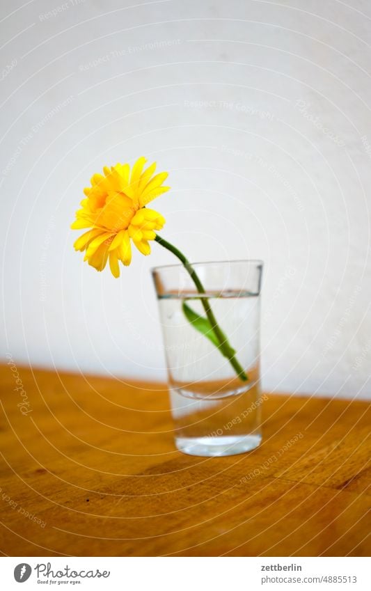 Kleine Ringelblume blühen blüte ferien frühjahr frühling frühlingserwachen garten kleingarten kleingartenkolonie knospe menschenleer nachbarschaft natur pflanze