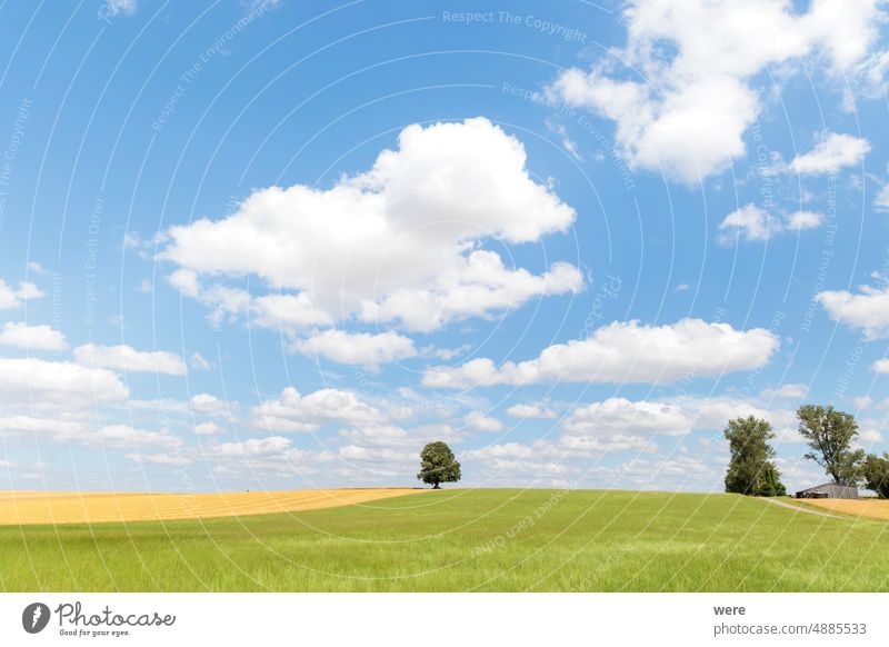 Kumuluswolke am blauen Himmel über grüner Wiese, auf der ein einsamer Baum steht Blauer Himmel Cloud Wolkenformation bewölkter Himmel Textfreiraum Landschaft