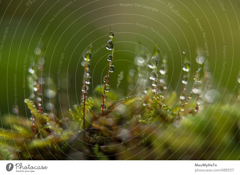 Moos und Wassertropfen Natur Pflanze Tier Urelemente Herbst Klima Regen Garten Park Feld Wald Gefühle Frühlingsgefühle Euphorie Coolness Optimismus Macht