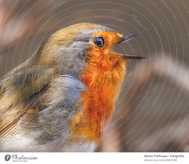 Singendes Rotkehlchen Erithacus rubecula Tiergesicht Kopf Schnabel Auge Feder gefiedert Flügel Vogel Wildtier singen Gezwitscher Kommunizieren Gesang trällern