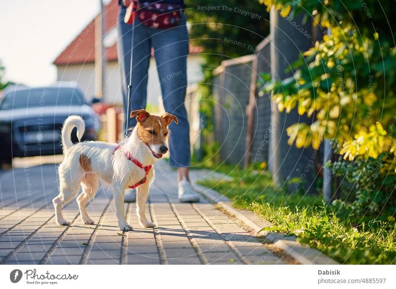 Hundespaziergänge an der Sommerstadtstraße Haustier niedlich Glück Spaziergang Porträt Frau Straße Natur im Freien Person Gras jack russell bezaubernd Terrier