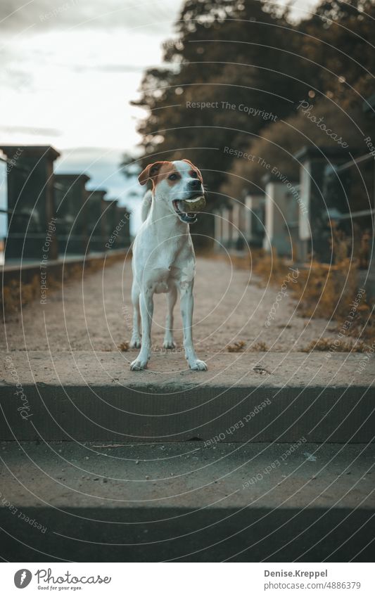 Hund mit Tennisball im Maul Hundeblick Hundeschnauze Hundekopf Hunderasse draußen Gassi gehen Gassigehen Haustier Tier Außenaufnahme Spaziergang Farbfoto