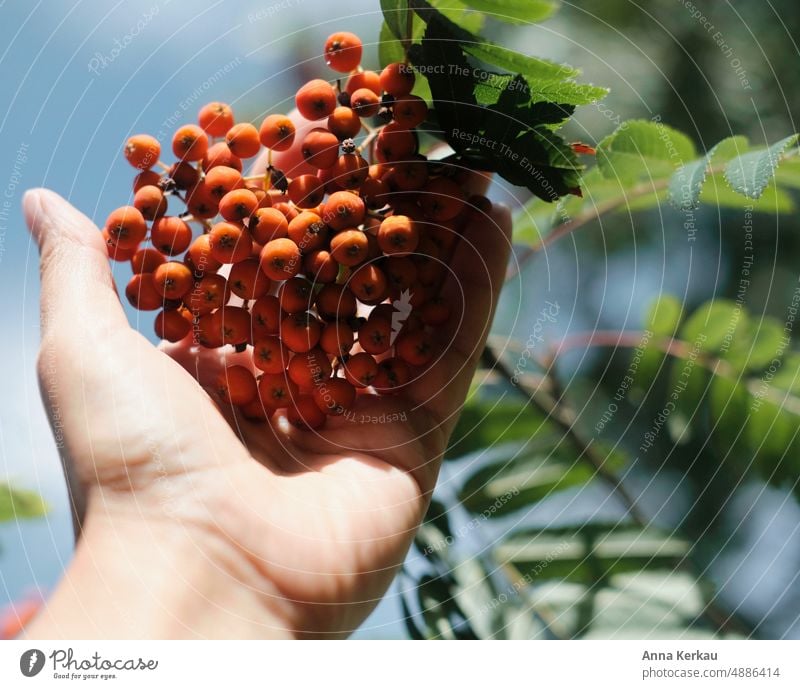 Von der Hand in den Mund...Vogelbeeren werden vom Baum gepflückt Beeren in der Hand gehalten Eberesche süßlich-herb Ernte ernten" pflückreife Beeren pflücken