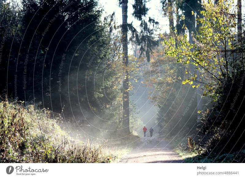 Lichteinfall am Waldweg, im Hintergrund zwei walkende Personen Sonnenlicht Sonnenstrahlen Menschen Baum Strauch Pflanze Natur Landschaft Außenaufnahme