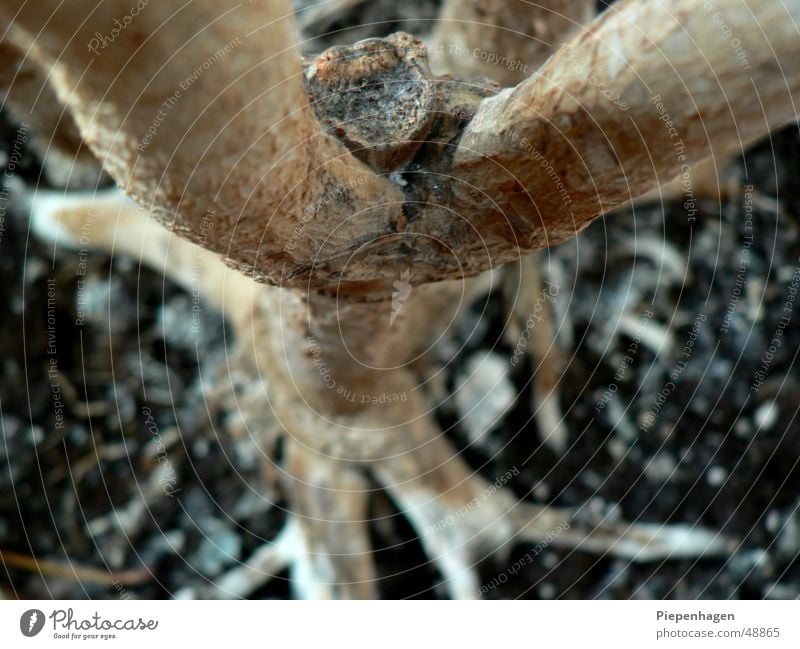 Getrennte Wege Holz Baum Pflanze trocken alt Leben Baumstamm Ast Zweig verzweigt Trennung bequem verfaulen Wurzel Erde Pilz rau