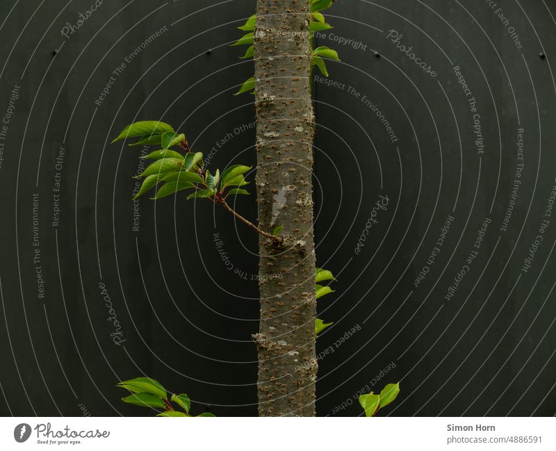 Stammaustriebe Triebe Baum Isolation Zweig einzeln Umwelt Baumstamm Neuaustrieb Wachstum Wege & Pfade grün Pflanze Ast neu Neubeginn Vorreiter Neustart