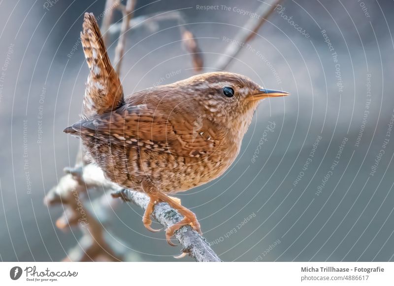 Zaunkönig im Sonnenschein Troglodytes troglodytes Tiergesicht Kopf Schnabel Auge gefiedert Feder Flügel Krallen Vogel Wildtier Natur Schönes Wetter Sonnenlicht