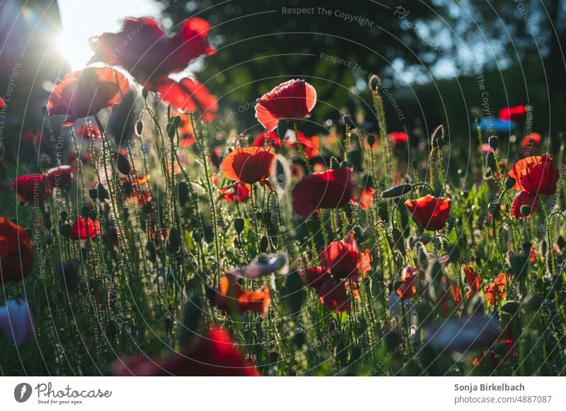 Roter Mohn im Morgenlicht Blume Blüte Natur Sommer Pflanze rot Mohnblüte Klatschmohn Farbfoto Wiese Außenaufnahme Menschenleer intensiv Landschaft Idylle Umwelt