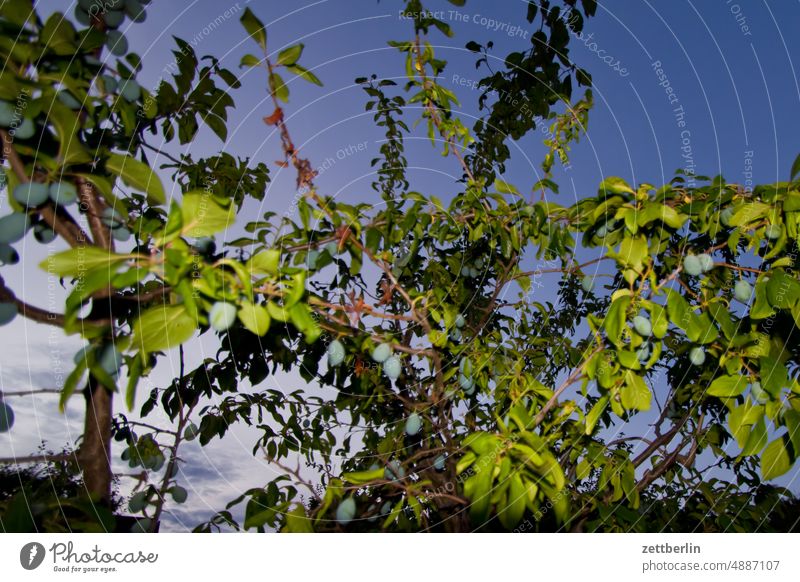 Angeblitzter Pflaumenbaum abend ast dunkel dämmerung erholung ferien garten hecke himmel kleingarten kleingartenkolonie knospe menschenleer nachbarschaft nacht