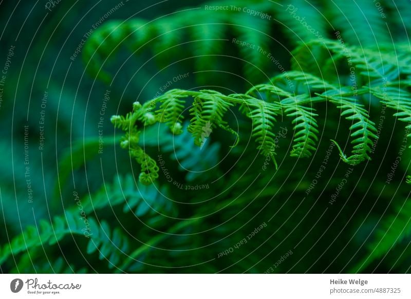 Farn mit frischen Austrieben Natur grün Pflanze Farbfoto Grünpflanze Schwache Tiefenschärfe natürlich Farnblatt Farnblätter dunkel Detailaufnahme Wildpflanze