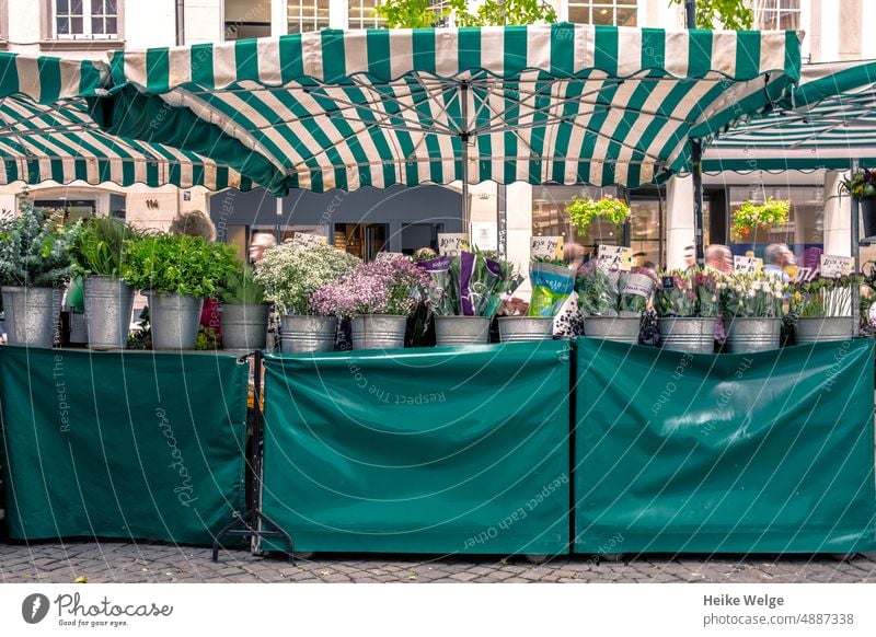 Blumenstand auf dem Markt mit gestreiften Sonnenschirmen Blumenstrauß grün Blüte Marktstand Marktplatz Schirm Schirme Schatten weiß rosa Pflanze