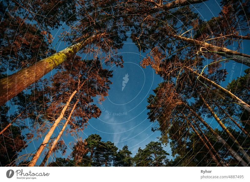 Crown of Pine Trees Woods Under Night Starry Sky. Nacht Landschaft mit natürlichen echten glühenden Sternen über Wald Glühende Sterne sternenklar Astronomie