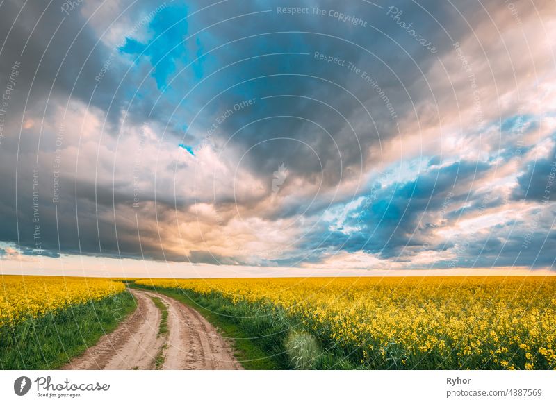 Elevated View Dramatic Sky With Fluffy Clouds On Horizon Above Rural Landscape Blooming Canola Colza Flowers Rapeseed Field. Landstraße. Frühling Feld Landwirtschaftliche Landschaft