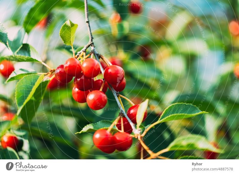 Rote reife Kirsche Beeren Prunus subg. Cerasus auf Baum Im Sommer Gemüsegarten prunus Ackerbau schön Schönheit botanisch Botanik Ast schließen Nahaufnahme